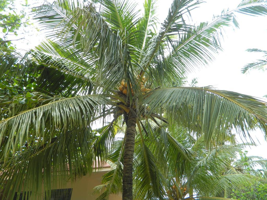 Stella Maris B&B Kanyakumari Exterior foto